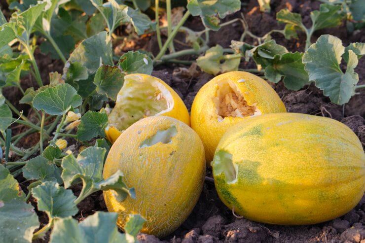 Ripe melons damaged by pests and animals