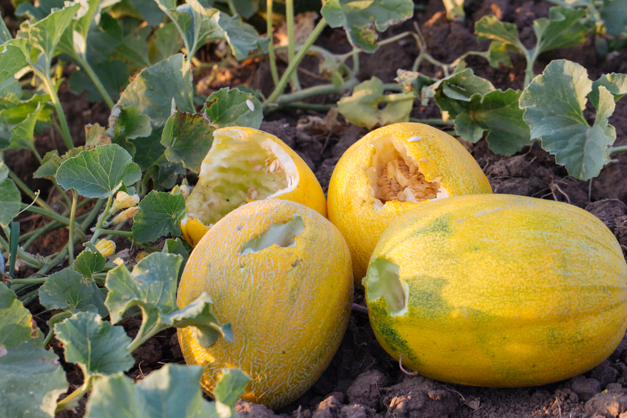 Dealing with Melon Pests Food Gardening Network