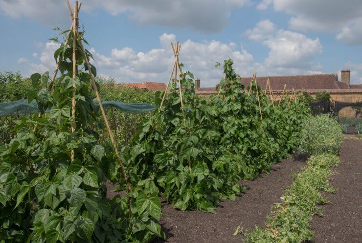 Summer Crop of green beans