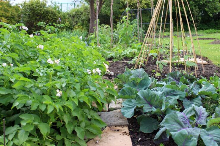 Vegetable garden