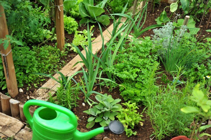 Vegetable garden with chives and companion plants