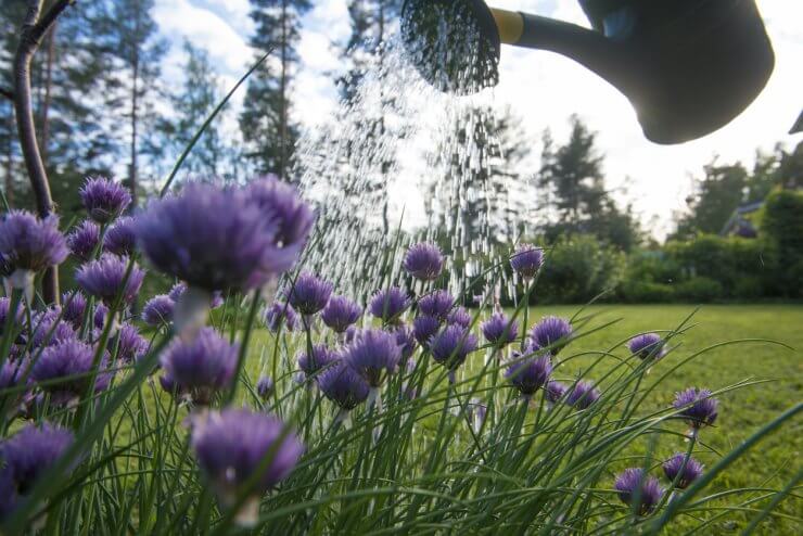 Watering chives in the garden