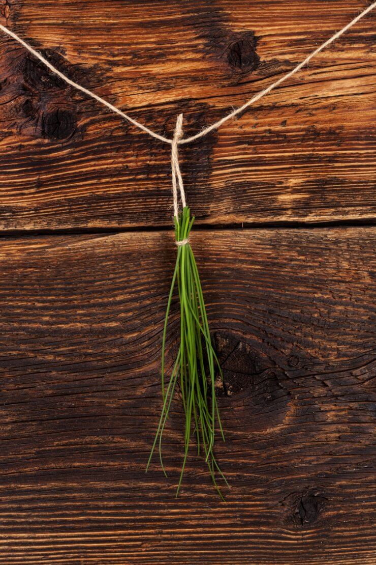 Freshly harvested chives hanging to dry