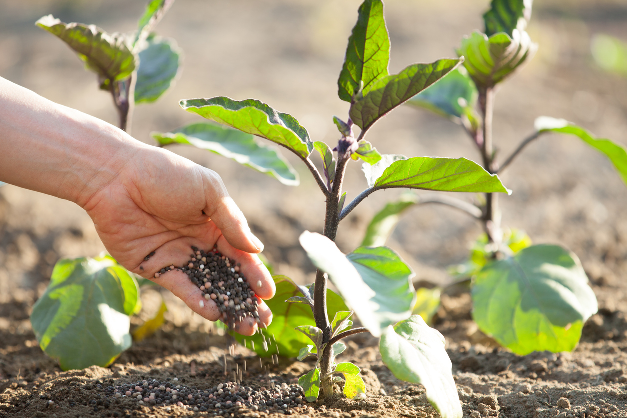 Best fertilizer for 2024 vegetable garden