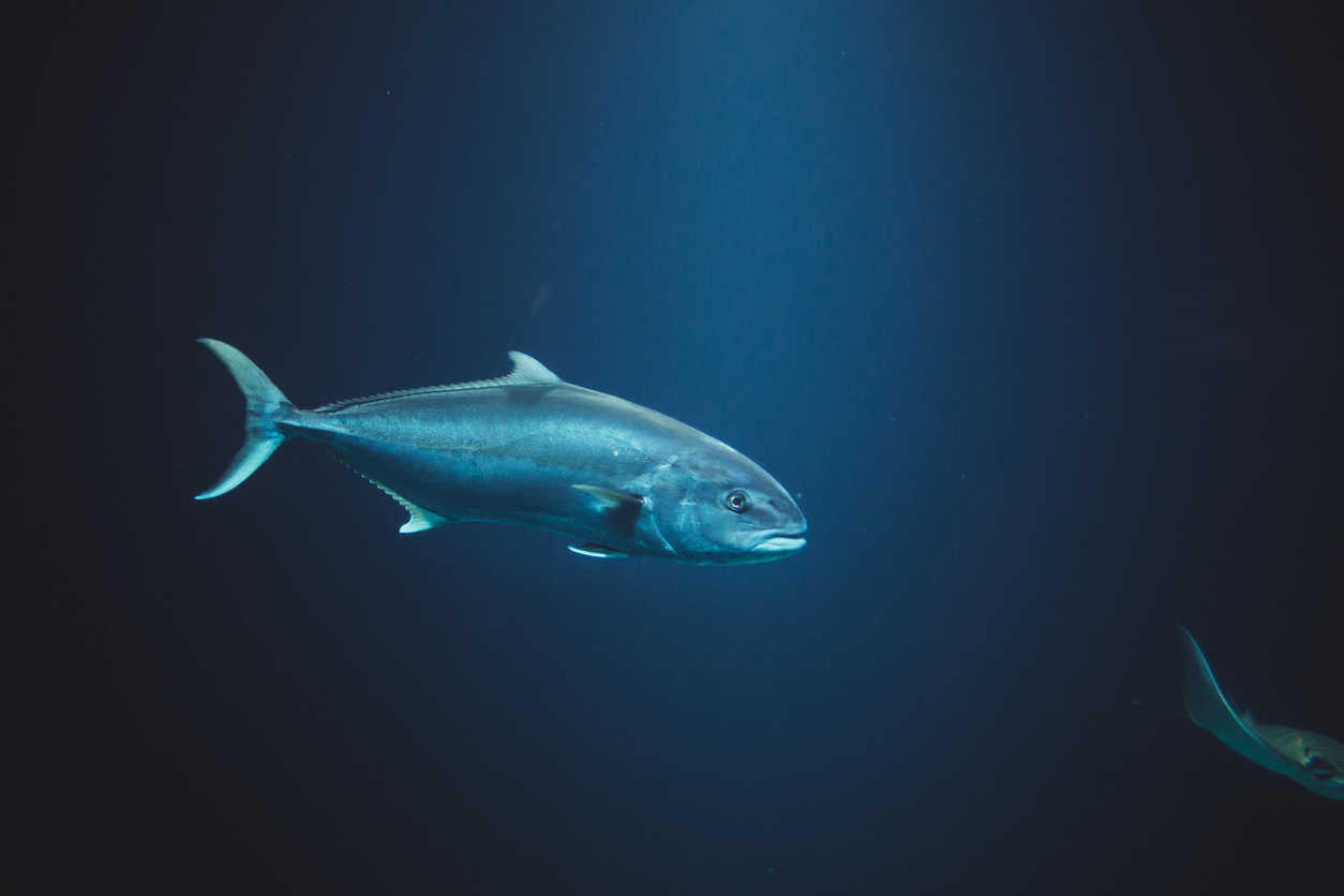 7 Benefits of Fish Fertilizer for Tomatoes and Other Vegetables Food