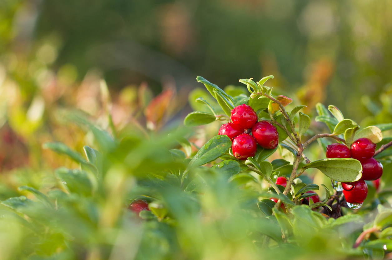 lingonberry seeds