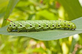 Tomato Hornworms: Identification, Control, and Their Ecological Role