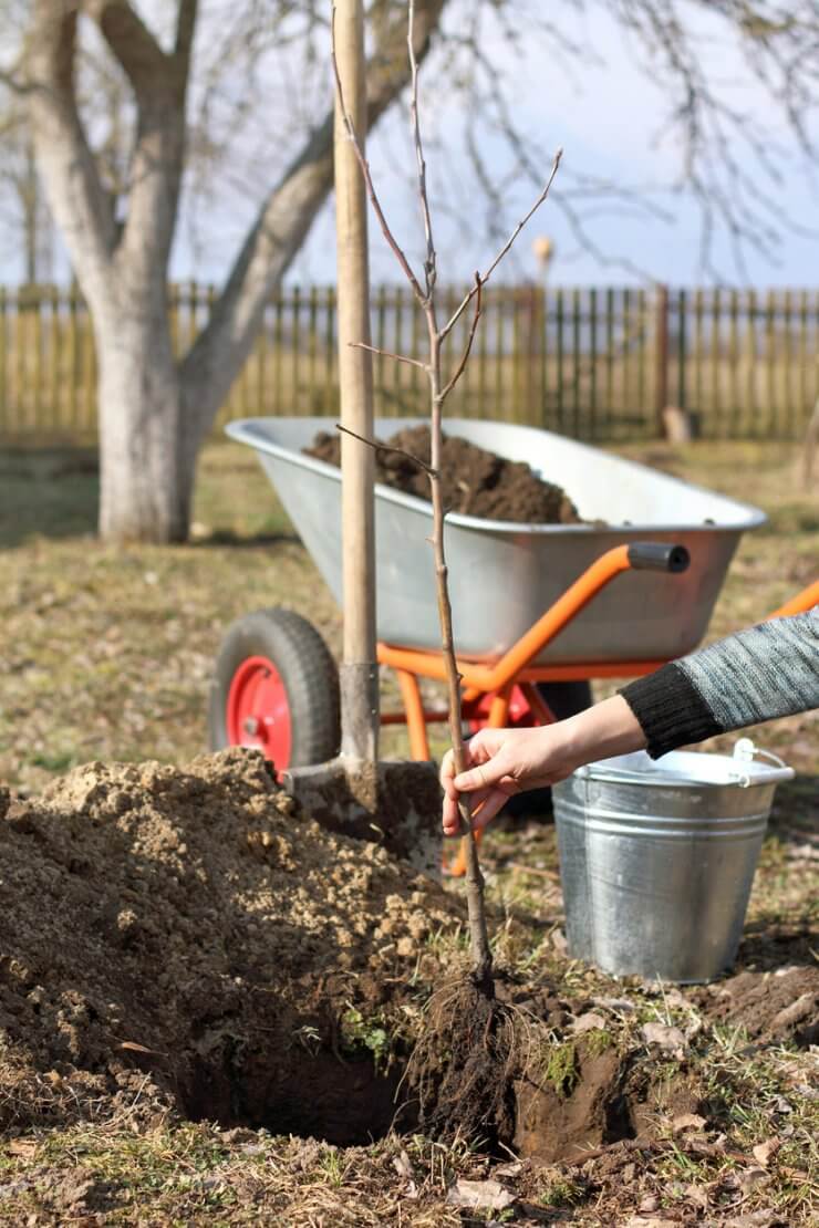 Apple tree sapling being planted in the soil