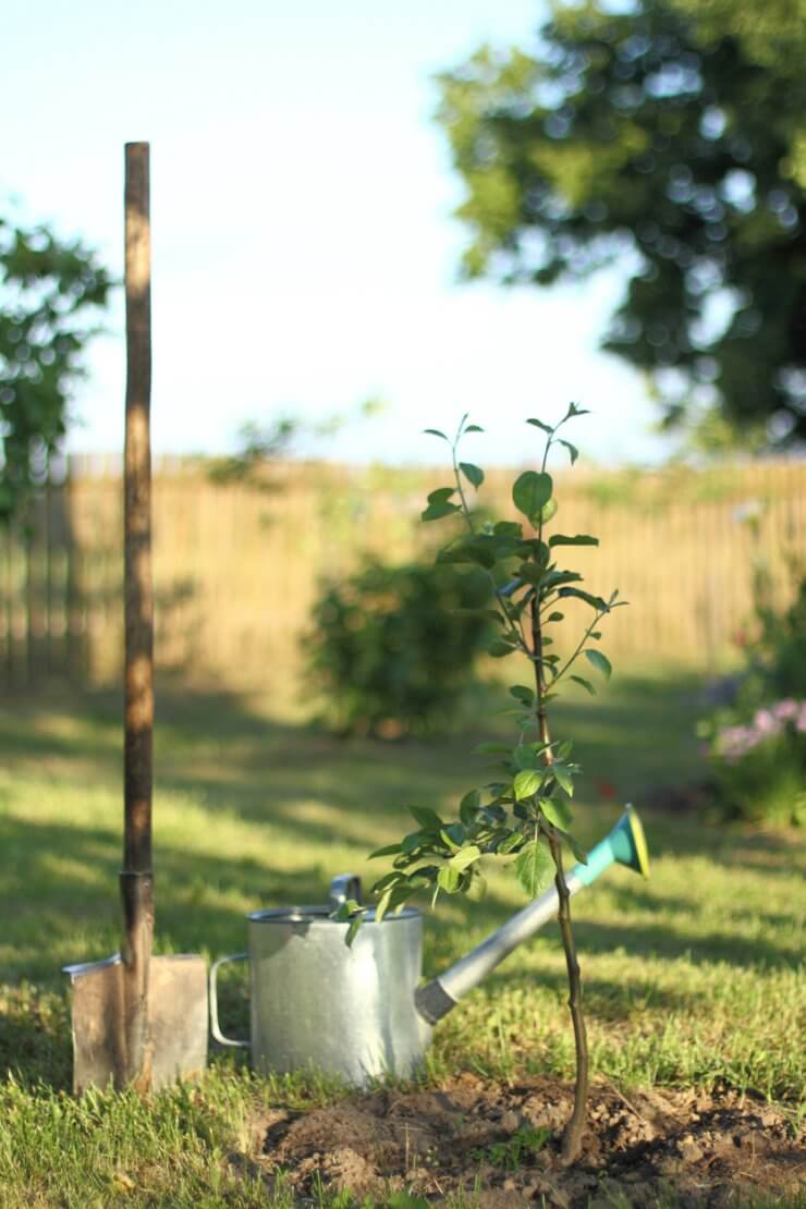 Apple tree seedling with watering can and shovel in the garden
