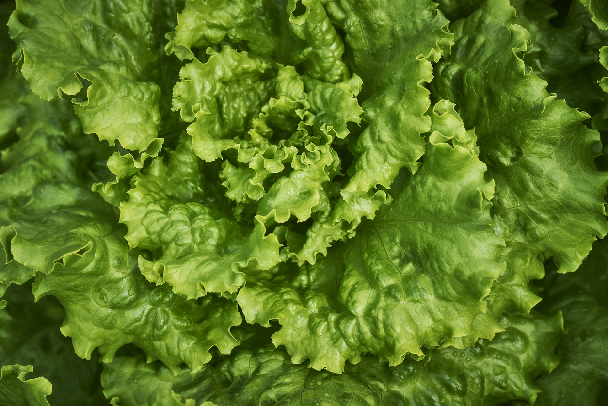 Black Seeded Simpson Lettuce (Butterhead) Food Gardening Network