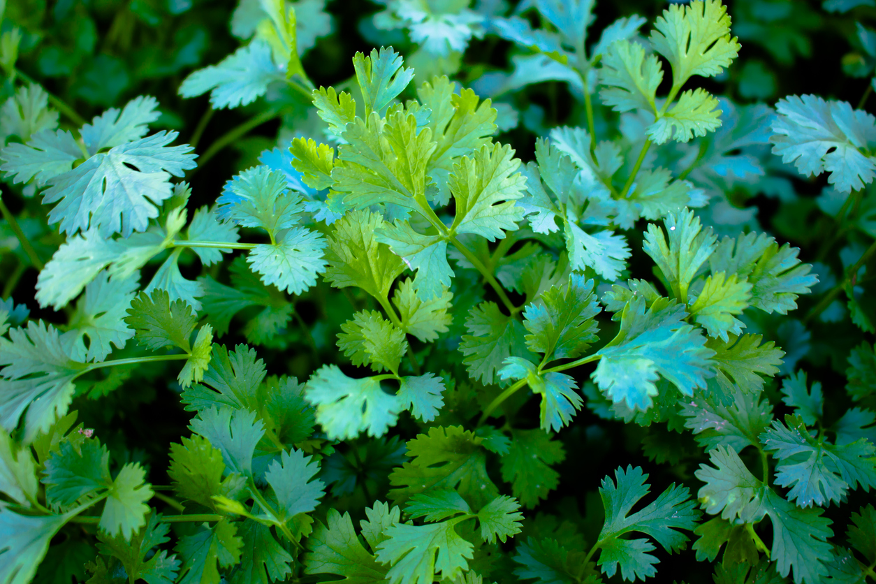 Introduction to Cilantro Food Gardening Network