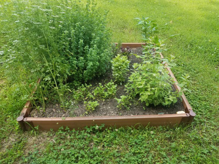 Cilantro growing alongside other herbs in a raised bed garden
