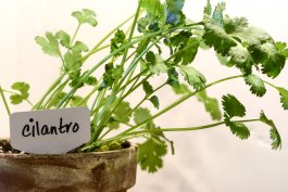 Growing Cilantro in Containers