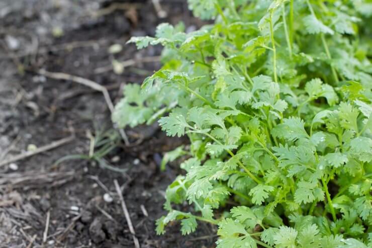 Cilantro growing in open ground
