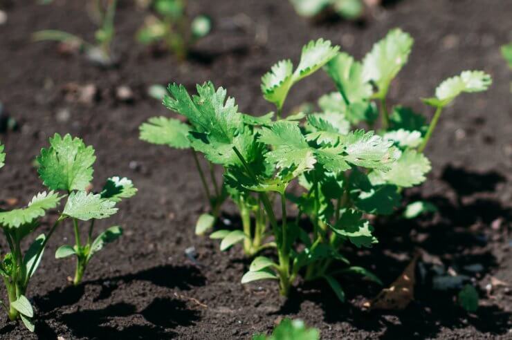  Cilantro growing in the ground in a garden