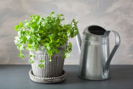 Watering, Weeding, and Fertilizing your Cilantro Plants