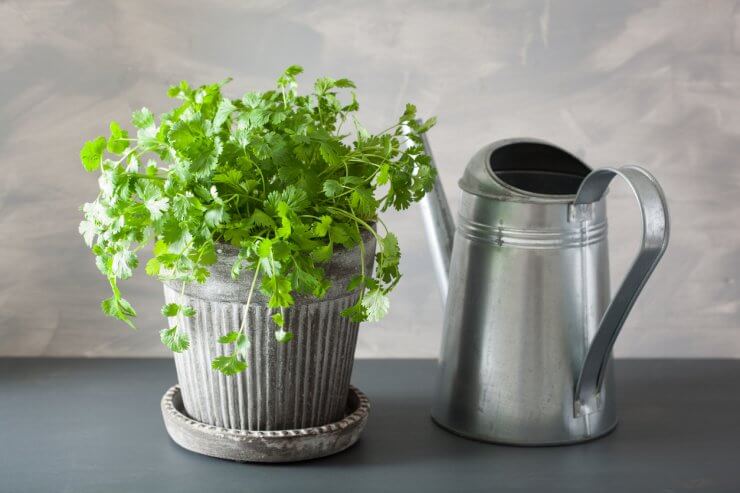 Cilantro in pot with watering can