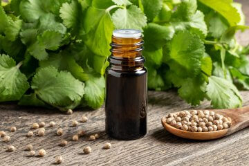 Cilantro leaves, coriander seeds on a spoon, and a bottle of coriander essential oil