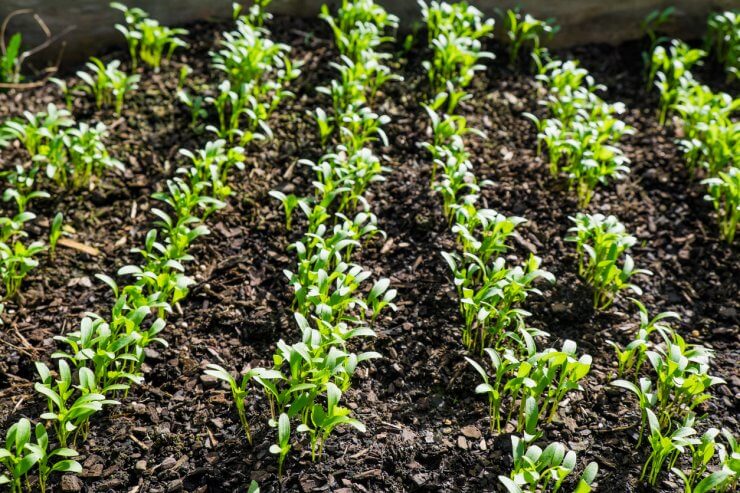 Cilantro seedlings growing in mulch in garden bed