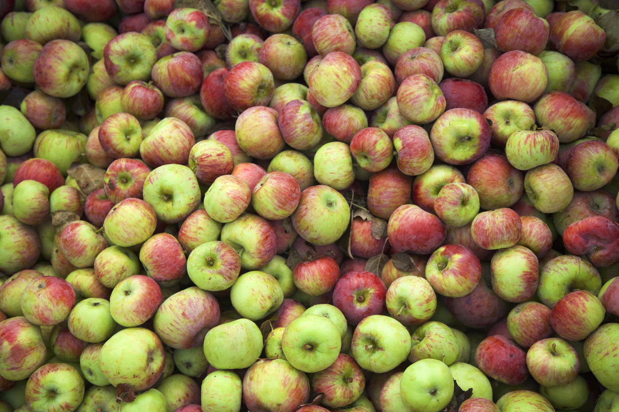 Cortland Apple Tree Food Gardening Network