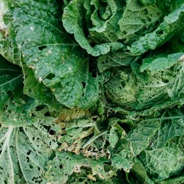 Dealing with Lettuce Diseases