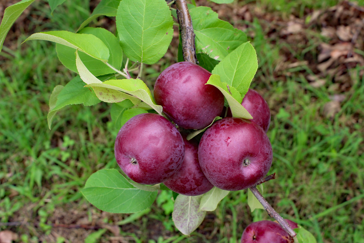 Enterprise apple tree food gardening network