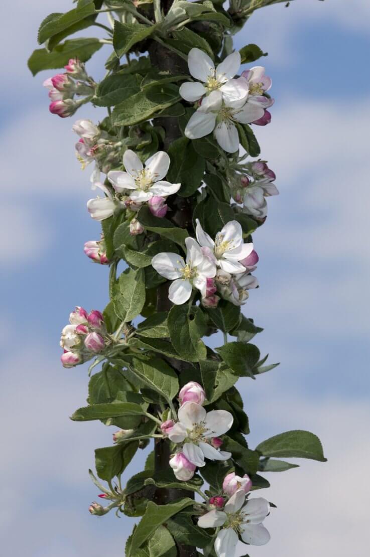 Flowering columnar apple tree