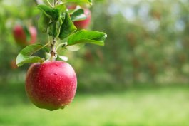 Freedom Apple Tree