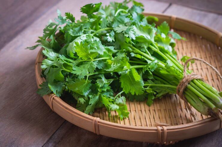 Fresh cilantro in a basket