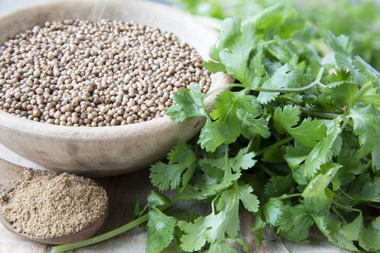 Fresh cilantro leaves, bowl of whole coriander seeds, and ground coriander