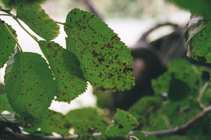 Frogeye Leaf Spot