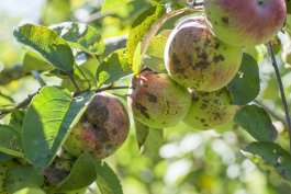 Dealing with Apple Diseases