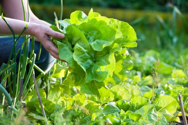 Gardener harvesting fresh lettuce