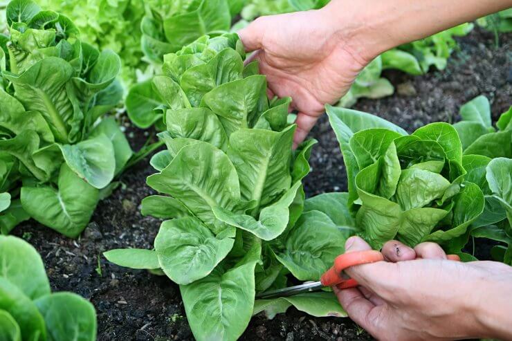 Gardener harvesting lettuce with garden scissors