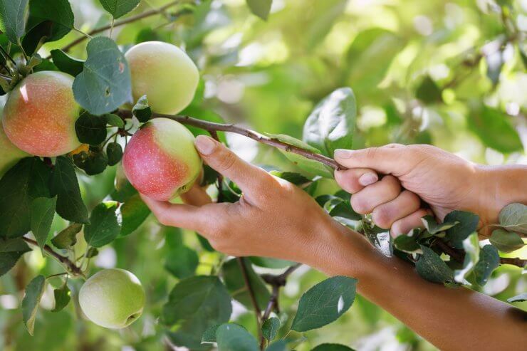 Gardener picking an apple