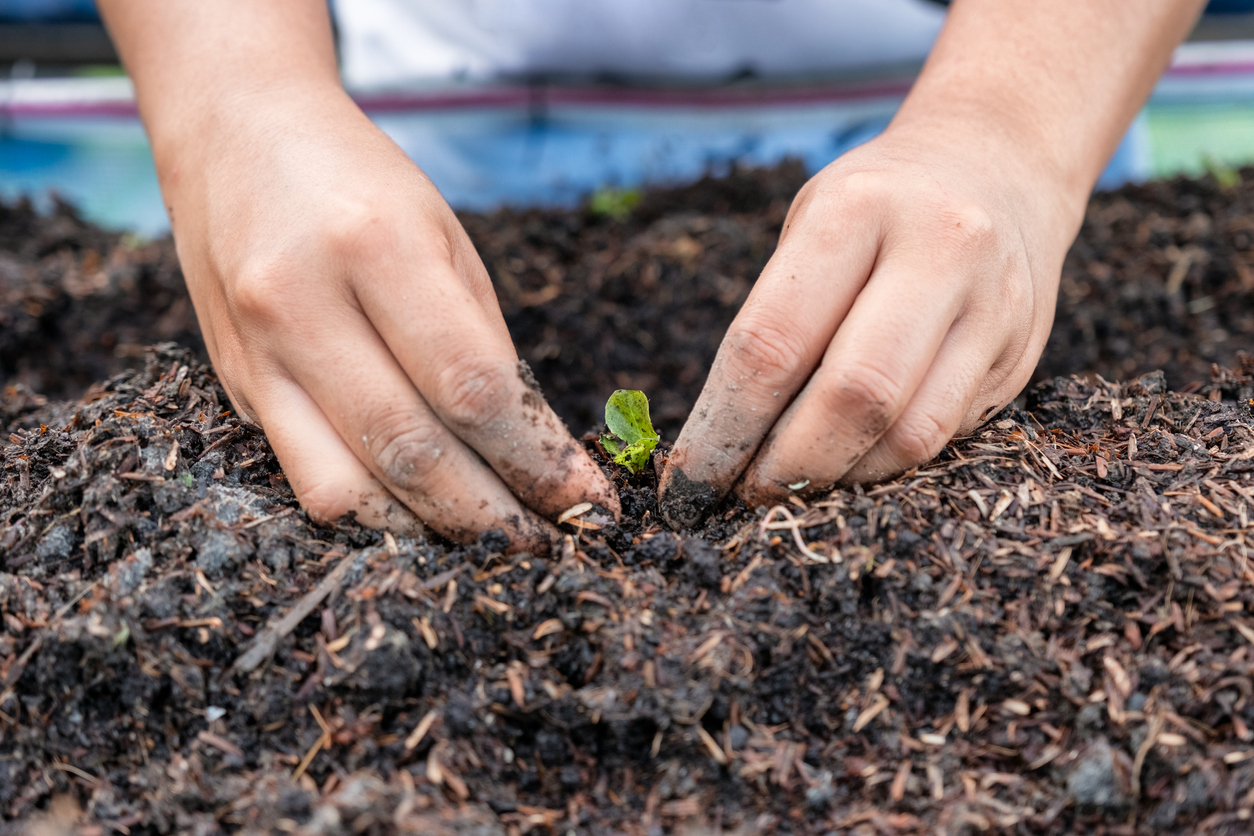 Growing Lettuce from Seeds, Seedlings, or Cuttings - Food Gardening Network