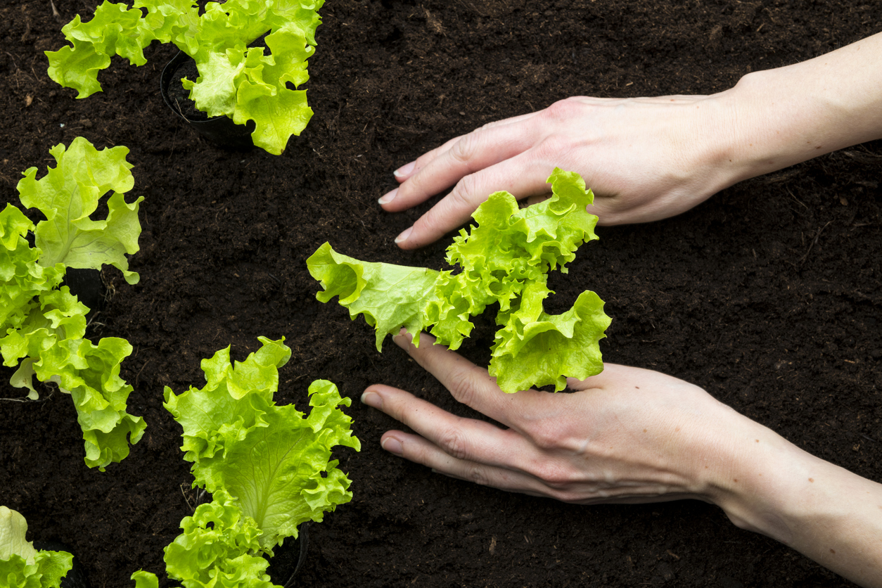 Growing Lettuce From Seeds Seedlings Or Cuttings Food Gardening Network