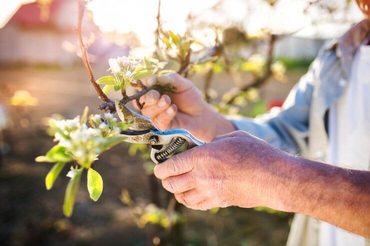 Gardener pruning apple tree