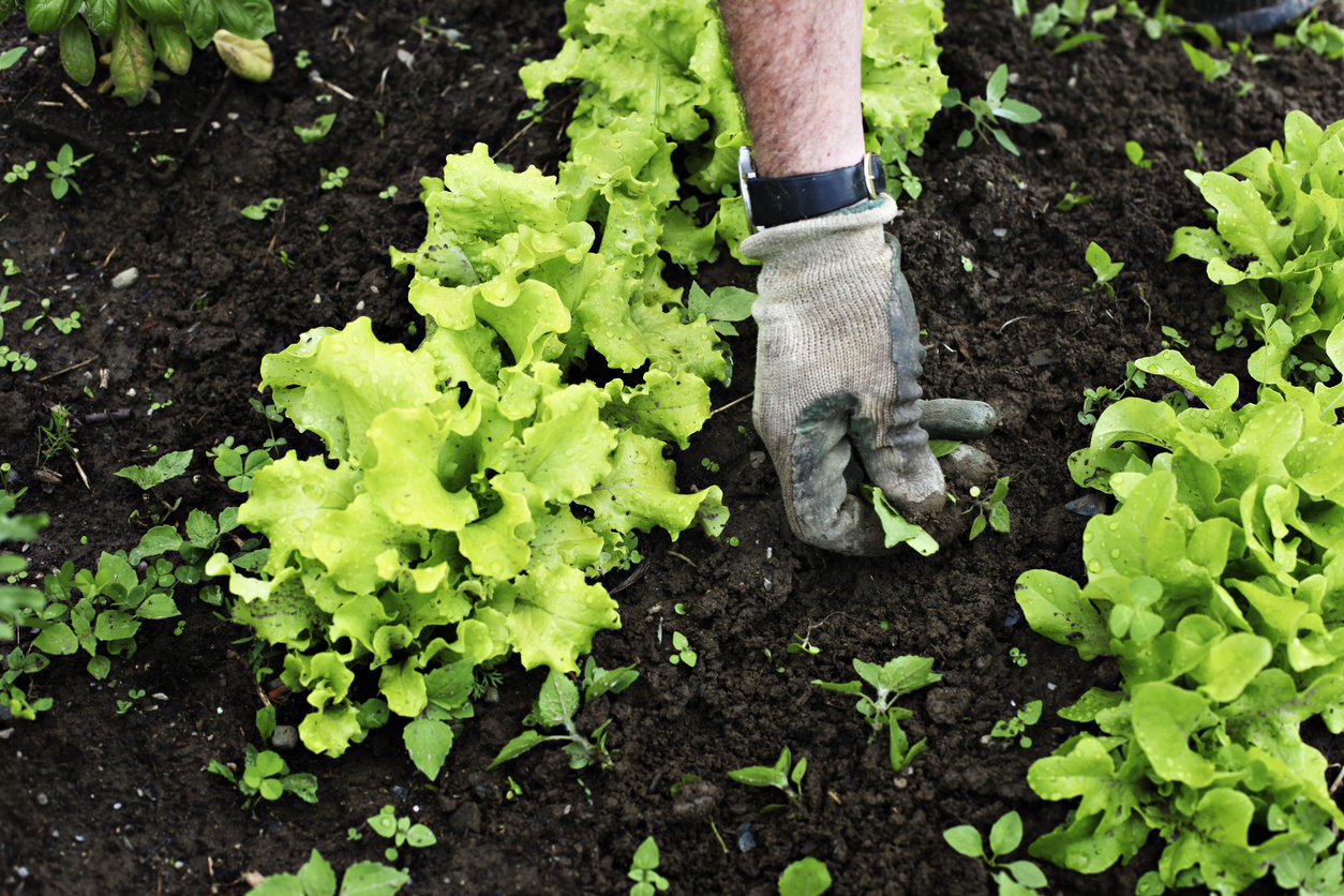 Watering, Weeding and Fertilizing your Lettuce Plants Food Gardening