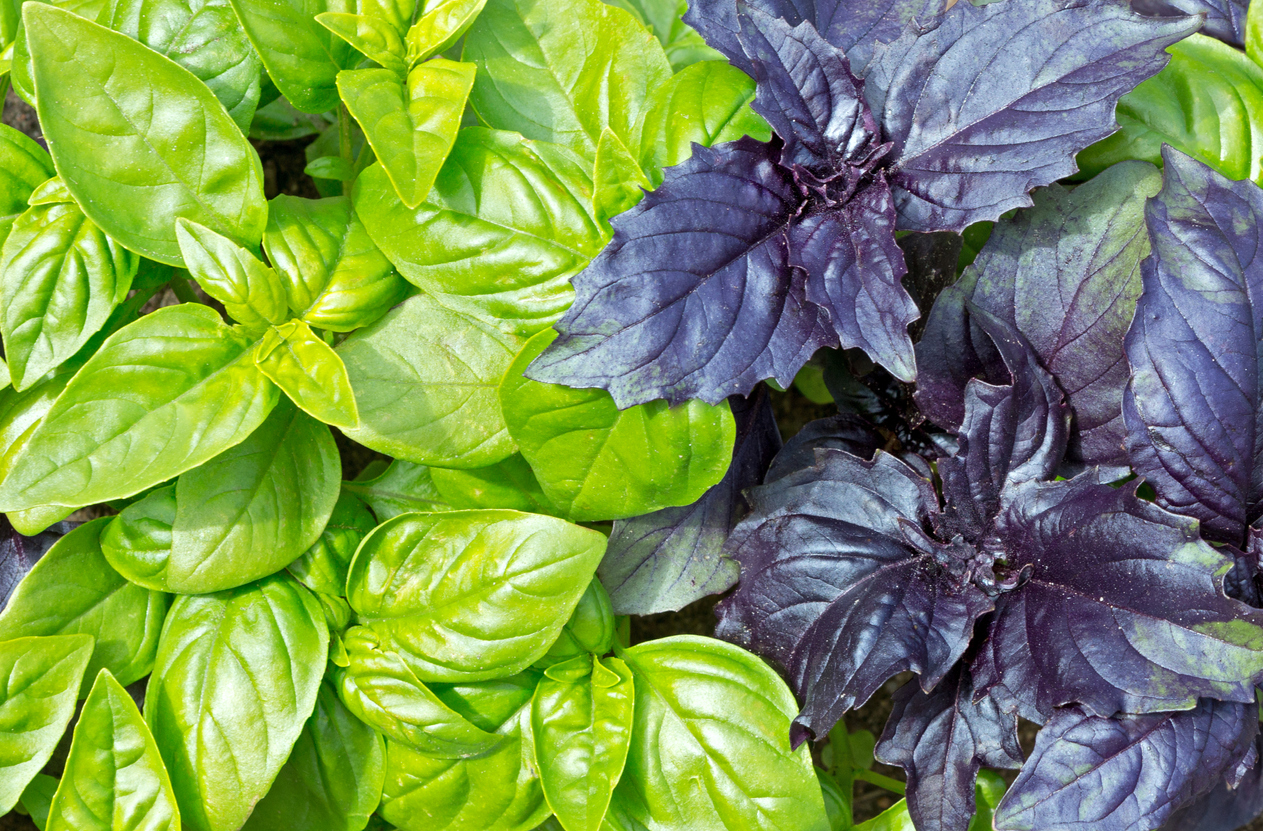 9 HeatTolerant Herbs That Grow Well in Hot Climates Food Gardening