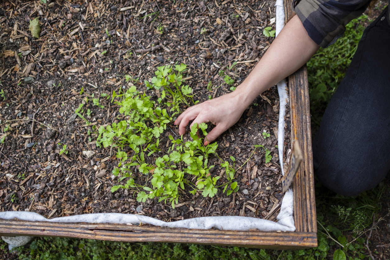 Harvesting your Cilantro Food Gardening Network