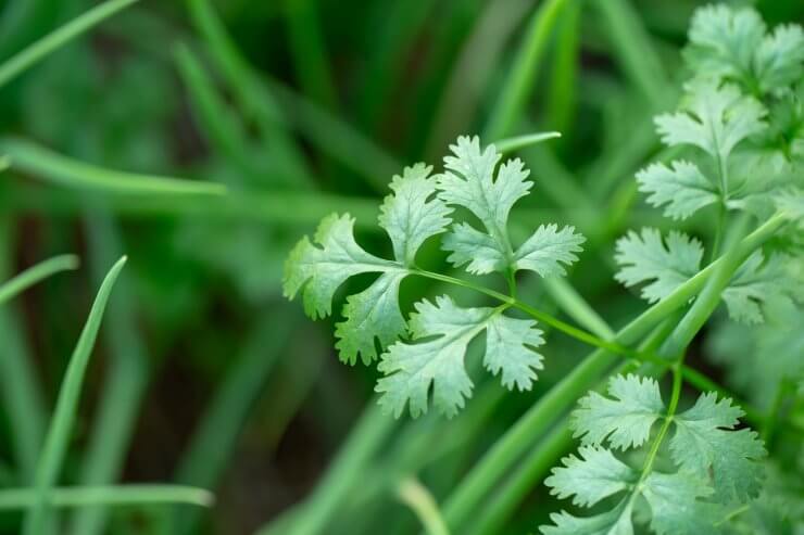 Healthy, disease-free cilantro plant