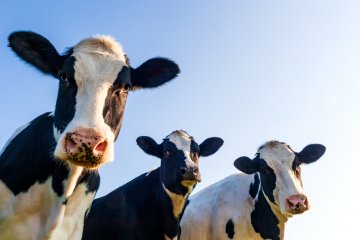 Is Cow Manure Fertilizer Safe for Vegetable Gardens?