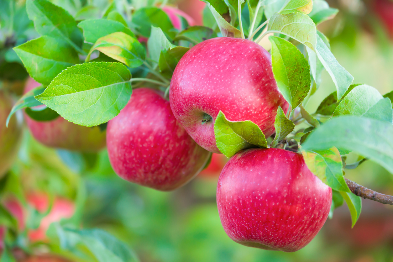 types-of-apples-food-gardening-network