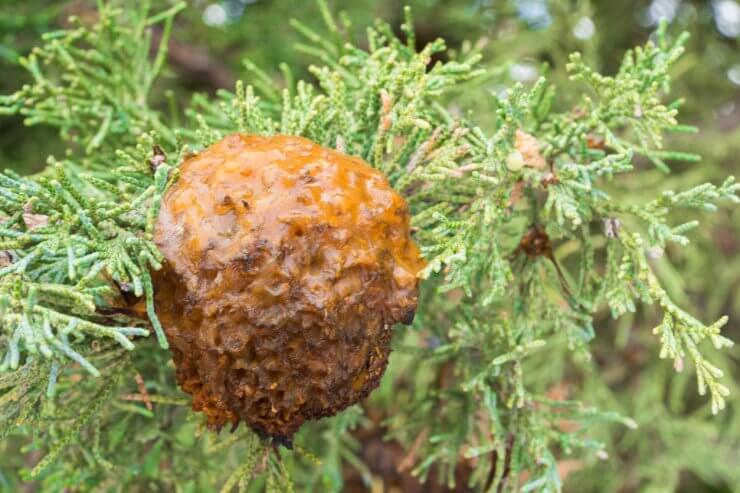 Juniper Hawthorn rust 