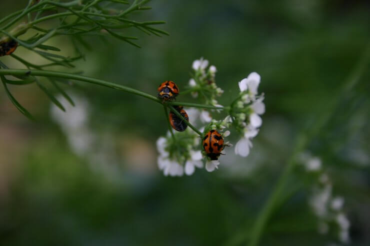 Ladybugs helping to prevent pests on cilantro plant