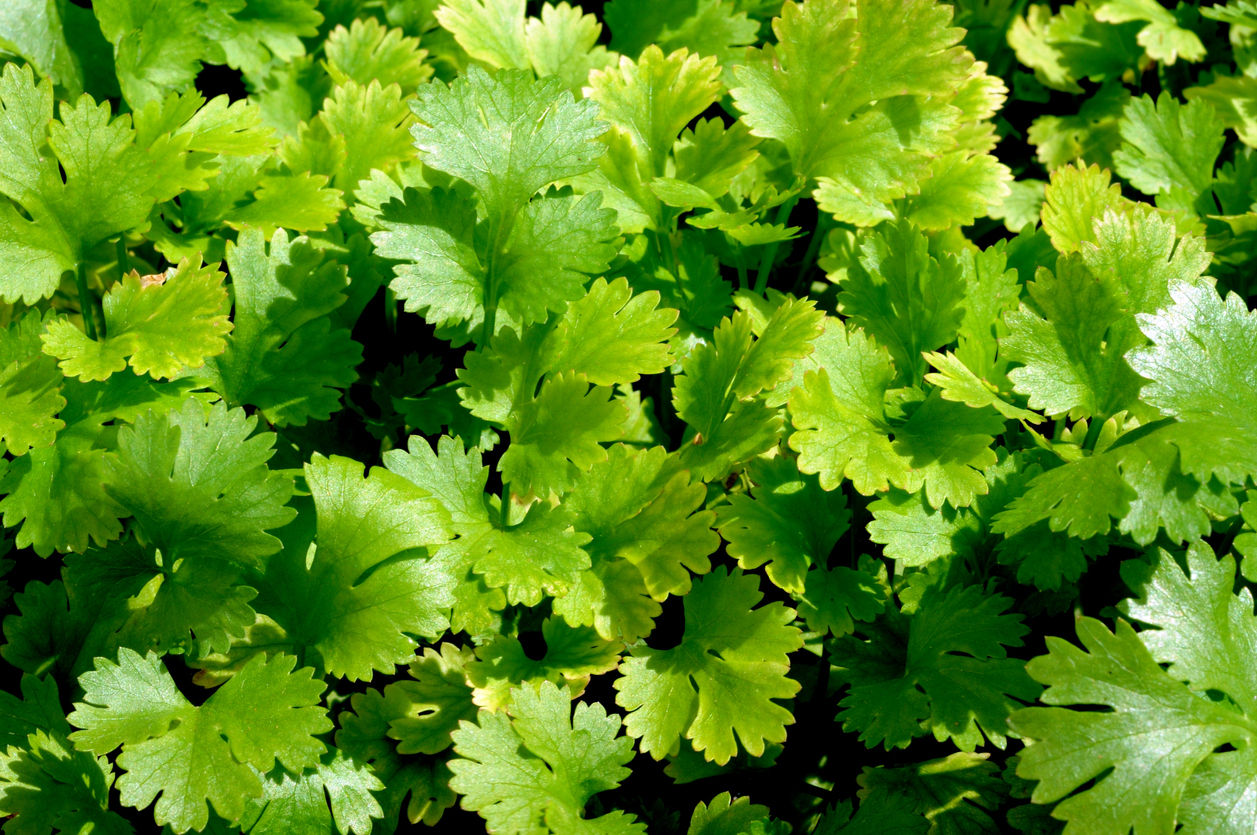 Celebrate Cilantro Food Gardening Network