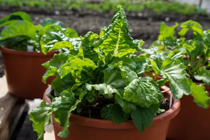 Lettuce growing in gardening pot
