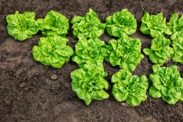 Sun and Soil Requirements for Growing Lettuce