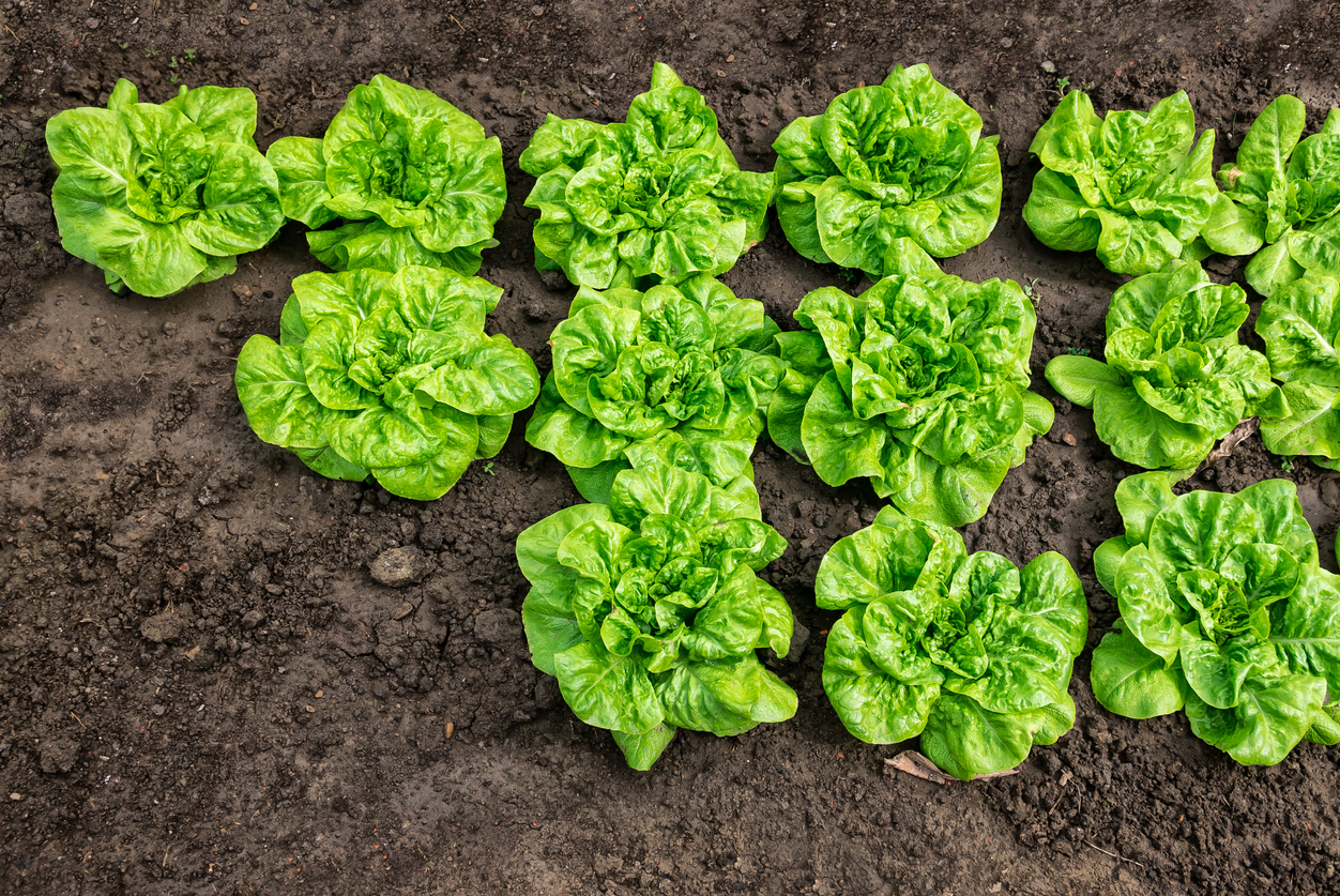 How To Grow Lettuce Growing Lettuce Garden Lettuce